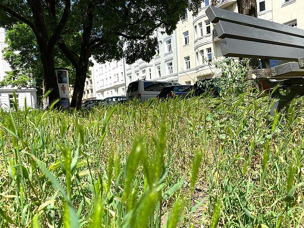 . . . und am Apianplatz fühlt sich Mäuse-Gerste offenbar recht wohl. . . . und am Apianplatz fühlt sich Mäuse-Gerste offenbar recht wohl.