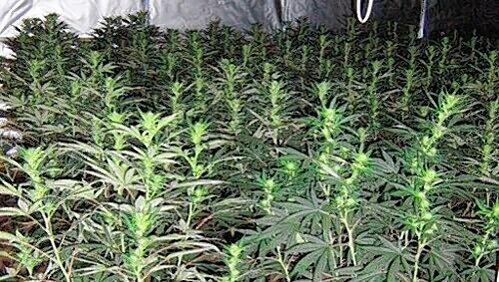 Lauter erntereife Marihuana-Planzen entdeckten die Fahnder. Lauter erntereife Marihuana-Planzen entdeckten die Fahnder.