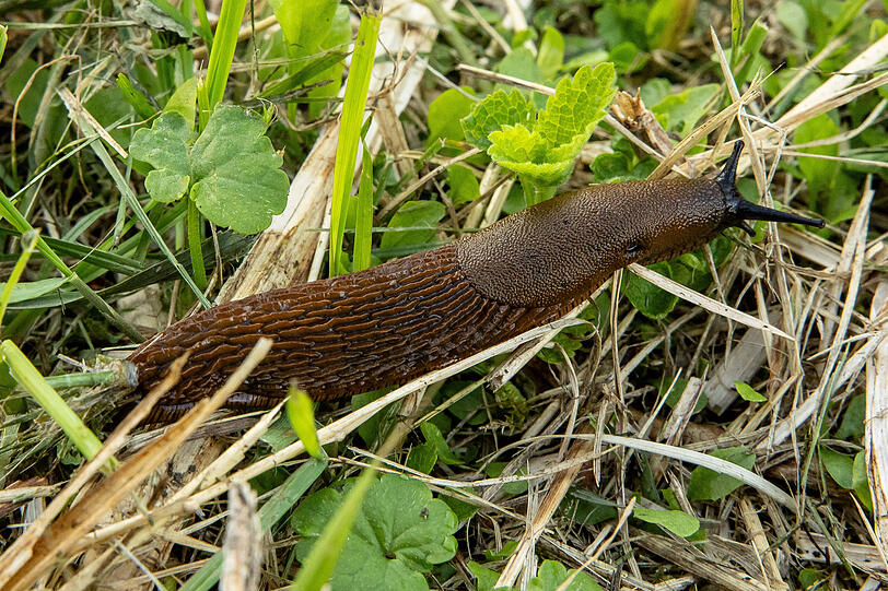 Sie sind im Garten meist ungern gesehen. Sie sind im Garten meist ungern gesehen.