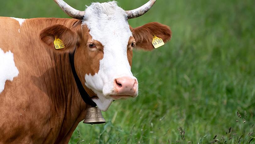 Das Läuten von Kuhglocken wird zum Fall für die Richter. Jüngst gab es eine Einigung in einem Fall in Holzkirchen. Nun droht der nächste Kuhglocken-Prozess. Das Läuten von Kuhglocken wird zum Fall für die Richter. Jüngst gab es eine Einigung in einem Fall in Holzkirchen. Nun droht der nächste Kuhglocken-Prozess.