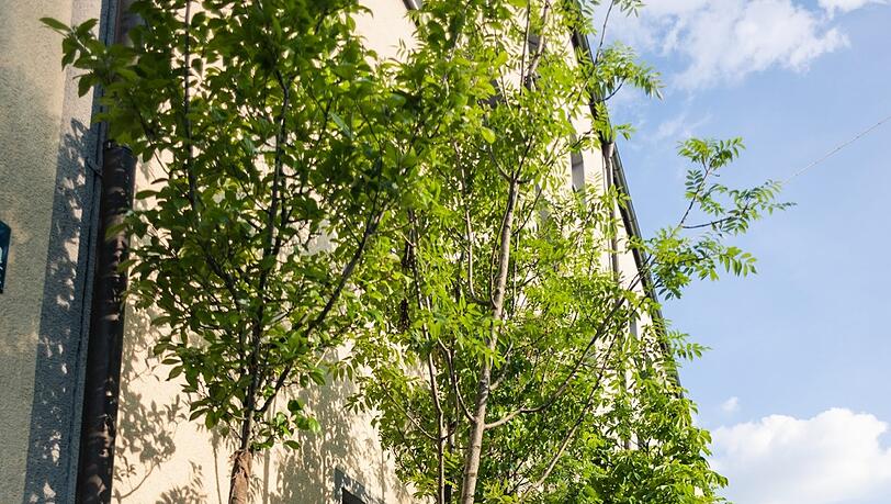 Hübsch: Aktuell stehen die Bäume in der Fraunhoferstraße. Hübsch: Aktuell stehen die Bäume in der Fraunhoferstraße.