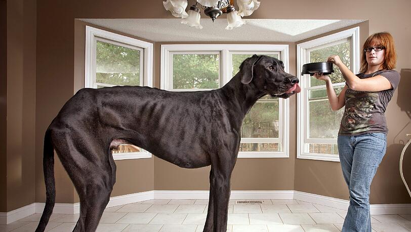Weitere Bilder Von "Zeus", dem bisher größten Hund der Welt! Weitere Bilder Von "Zeus", dem bisher größten Hund der Welt!