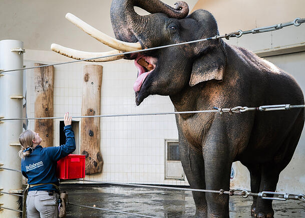 "Hinten Fuß!", "Vorne Fuß!", "Lay down!": Der Elefant beim Morgentraining. Luisa Welzel wirft ihm zur Belohnung einen Apfel ins Maul. "Hinten Fuß!", "Vorne Fuß!", "Lay down!": Der Elefant beim Morgentraining. Luisa Welzel wirft ihm zur Belohnung einen Apfel ins Maul.