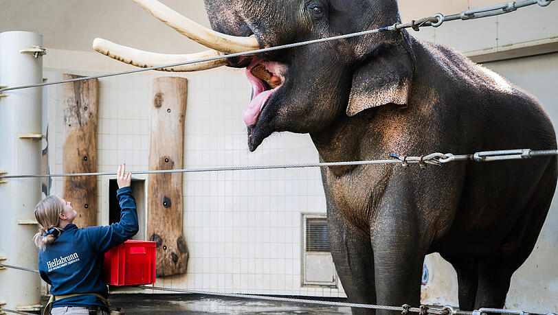 "Hinten Fuß!", "Vorne Fuß!", "Lay down!": Der Elefant beim Morgentraining. Luisa Welzel wirft ihm zur Belohnung einen Apfel ins Maul. "Hinten Fuß!", "Vorne Fuß!", "Lay down!": Der Elefant beim Morgentraining. Luisa Welzel wirft ihm zur Belohnung einen Apfel ins Maul.