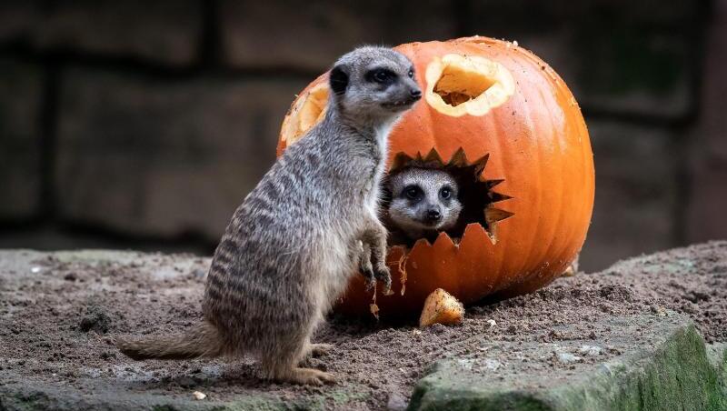 Erdmännchen untersuchen einen Kürbis. Kurz vor Halloween hat der Kürbis Hochkonjunktur, aber die Zeit der Rekordernten scheint vorbei. Erdmännchen untersuchen einen Kürbis. Kurz vor Halloween hat der Kürbis Hochkonjunktur, aber die Zeit der Rekordernten scheint vorbei.