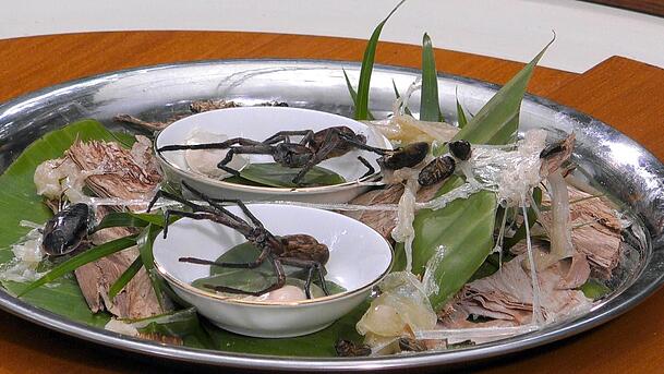 Ein Teller zum Fürchten: Hundsmanspinne samt Brutsack Ein Teller zum Fürchten: Hundsmanspinne samt Brutsack