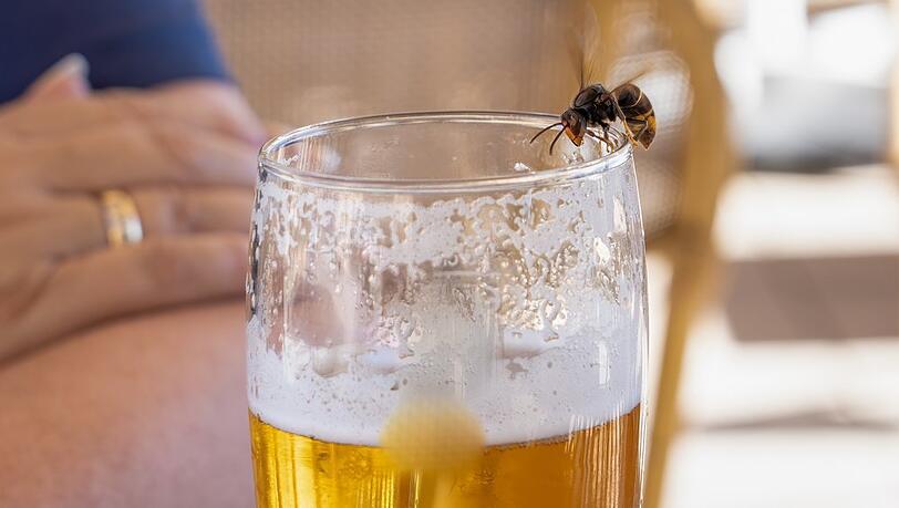 Wespen lieben zuckerhaltige Getränke wie Bier. Wespen lieben zuckerhaltige Getränke wie Bier.