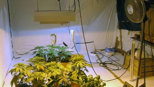 Gute Wachsbedingungen: Die Marihuana-Plantage war nur durch eine versteckte Tür zu erreichen. Gute Wachsbedingungen: Die Marihuana-Plantage war nur durch eine versteckte Tür zu erreichen.