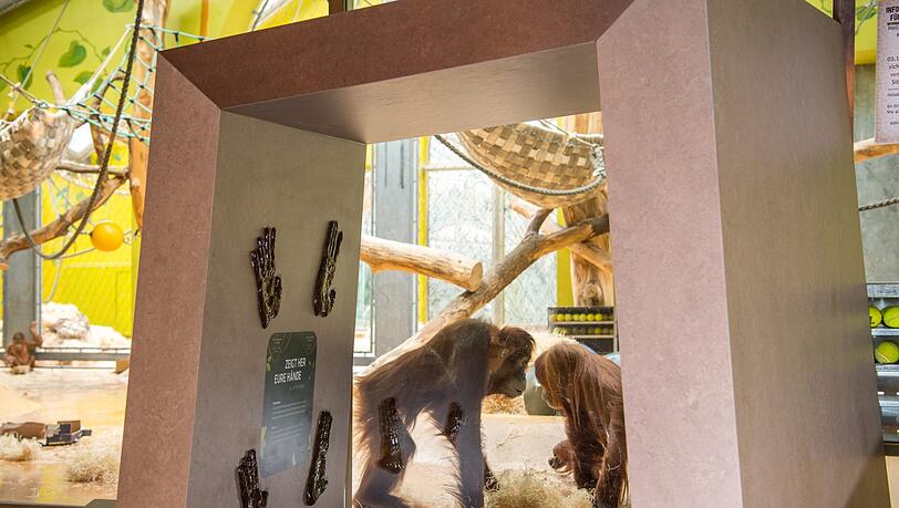 Tierpark Hellabrunn Affenhaus Orang-Utans Tierpark Hellabrunn Affenhaus Orang-Utans
