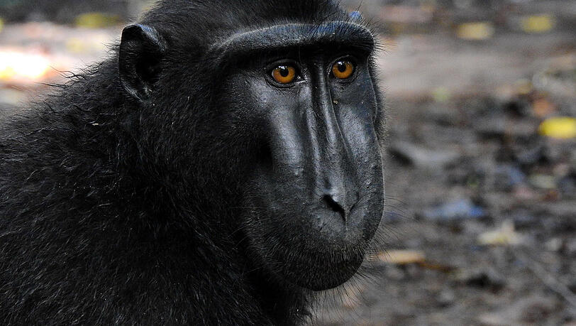 Der Affe grinst im Jahr 2011 in die Linse einer Kamera und drückt ab. Die Bilder gehen als "Affen-Selfies" um die Welt. Der Affe grinst im Jahr 2011 in die Linse einer Kamera und drückt ab. Die Bilder gehen als "Affen-Selfies" um die Welt.
