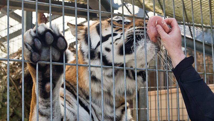 Ein Pfleger füttert eine Raubkatze in der Auffangstation in Ansbach. (Symbolbild) Ein Pfleger füttert eine Raubkatze in der Auffangstation in Ansbach. (Symbolbild)