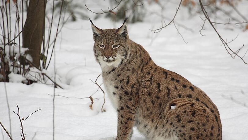 Einen Luchs zu entdecken, gleicht einem Sechser im Lotto. (Symbolbild) Einen Luchs zu entdecken, gleicht einem Sechser im Lotto. (Symbolbild)