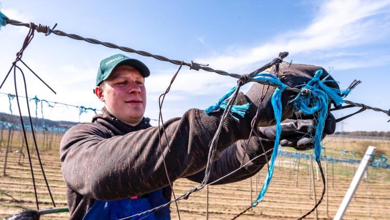 Ein Erntehelfer hängt Drähte an eine Hopfengarten-Anlage. Foto: Armin Weigel/dpa