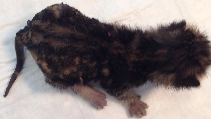 Versengte Haare und ein verkohltes Schwänzchen: Das überlebende Katzenbaby im Tierheim. Versengte Haare und ein verkohltes Schwänzchen: Das überlebende Katzenbaby im Tierheim.