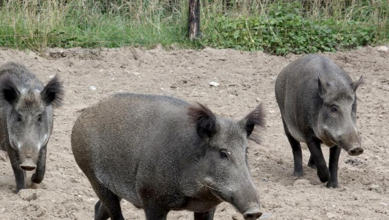 Wildschweine laufen durch ein Gehege im Tierpark Arche Warder. Foto: Carsten Rehder/dpa/Archivbild Wildschweine laufen durch ein Gehege im Tierpark Arche Warder. Foto: Carsten Rehder/dpa/Archivbild