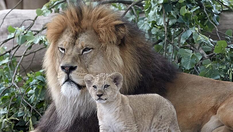 Die am 19. April geborenen Löwenbabies erkunden im Zoo in Neuwied (Rheinland-Pfalz) mit Vater Schröder ihr Gehege. Auf der ganzen Welt gibt es nach Angaben von Zoodirektor Mirko Thiel nur noch rund 100 wohl nicht mehr völlig reinrassige Berberlöwen Die am 19. April geborenen Löwenbabies erkunden im Zoo in Neuwied (Rheinland-Pfalz) mit Vater Schröder ihr Gehege. Auf der ganzen Welt gibt es nach Angaben von Zoodirektor Mirko Thiel nur noch rund 100 wohl nicht mehr völlig reinrassige Berberlöwen