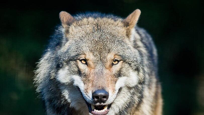 Wolf (Symbolbild). Wolf (Symbolbild).