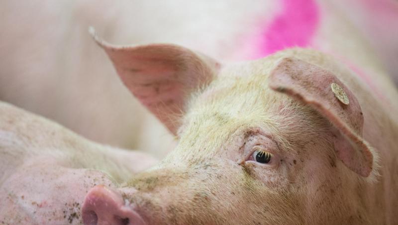 Schweine stehen in einem Schweinestall. Foto: Friso Gentsch/Archivbild Schweine stehen in einem Schweinestall. Foto: Friso Gentsch/Archivbild