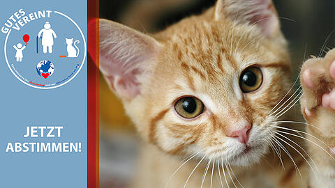 Unter allen Bewerbern hat unsere Jury drei Vereine ausgesucht, deren Projekt weiterhin die Chance auf unsere Crowdfunding-Aktion hat. Unter allen Bewerbern hat unsere Jury drei Vereine ausgesucht, deren Projekt weiterhin die Chance auf unsere Crowdfunding-Aktion hat.