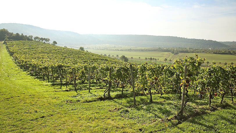 Das Weinanbaugebiet Saale-Unstrut wird mitunter auch die "Toskana des Nordens" genannt. Das Weinanbaugebiet Saale-Unstrut wird mitunter auch die "Toskana des Nordens" genannt.