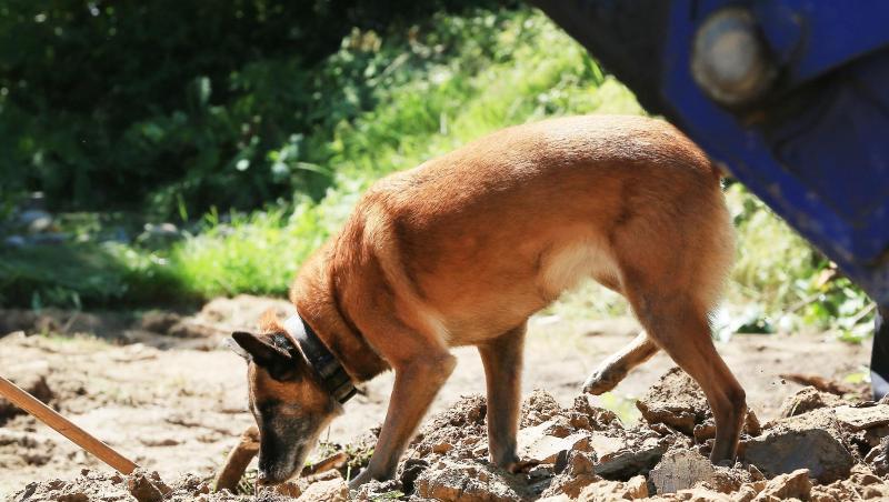 Ein Spürhund im Garten des Hauses in Wuppertal. Ein Spürhund im Garten des Hauses in Wuppertal.