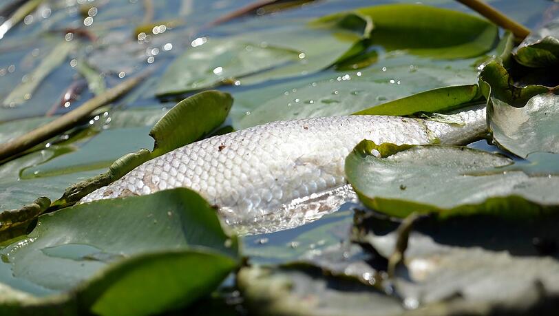 Auf einer Strecke von etwa 40 Kilometern wurden gut 1000 Kilogramm tote Fische gefunden. Auf einer Strecke von etwa 40 Kilometern wurden gut 1000 Kilogramm tote Fische gefunden.