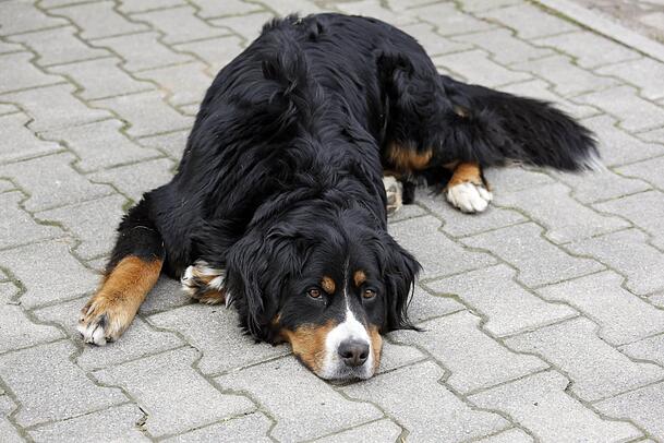 Je größer der Hund, desto weniger kann Schokolade ihm anhaben. Dennoch ist sie deswegen nicht ungefährlich für große Vierbeiner (Symbolbild). Je größer der Hund, desto weniger kann Schokolade ihm anhaben. Dennoch ist sie deswegen nicht ungefährlich für große Vierbeiner (Symbolbild).