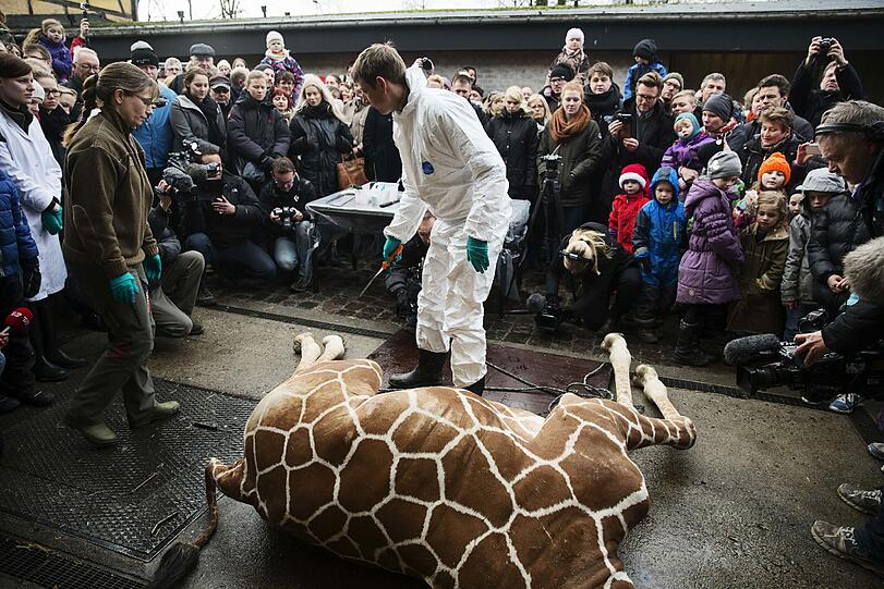 Weltweite Entrüstung: Im Zoo in Kopenhagen wurde eine gesunde Giraffe getötet und dann an die Löwen verfüttert. Die Bilder.