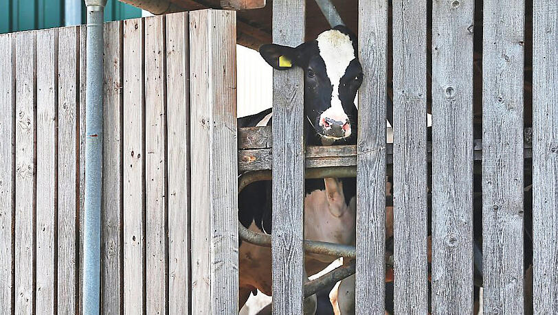 Eine Kuh streckt ihren Kopf durch die Holzlatten eines Stalls. Den Tieren in den durch den Skandal 2019 bereits bekannten Betrieben im Allgäu scheint es immer noch nicht besser zu gehen. Eine Kuh streckt ihren Kopf durch die Holzlatten eines Stalls. Den Tieren in den durch den Skandal 2019 bereits bekannten Betrieben im Allgäu scheint es immer noch nicht besser zu gehen.