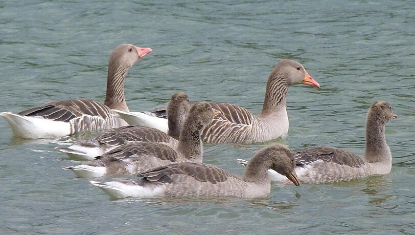 Und auch auf dem See schwimmen sie in ganzen Kolonien. Und auch auf dem See schwimmen sie in ganzen Kolonien.