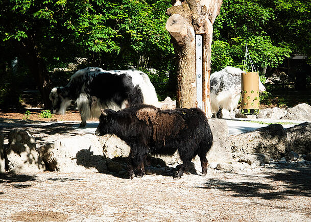 Die Yaks sind immer draußen. Nur wenn ihr Gehege sauber gemacht wird, müssen die zotteligen Rinder in den Stall. Die Yaks sind immer draußen. Nur wenn ihr Gehege sauber gemacht wird, müssen die zotteligen Rinder in den Stall.