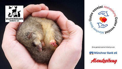 Für die Finanzierung ist der Wildtierwaisen-Schutz e.V. auf Spenden angewiesen, deshalb hat er sich bei "Gutes vereint" beworben. Für die Finanzierung ist der Wildtierwaisen-Schutz e.V. auf Spenden angewiesen, deshalb hat er sich bei "Gutes vereint" beworben.