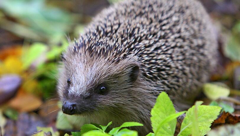 Im Liebesrausch können Igel ziemlich laut werden. Im Liebesrausch können Igel ziemlich laut werden.