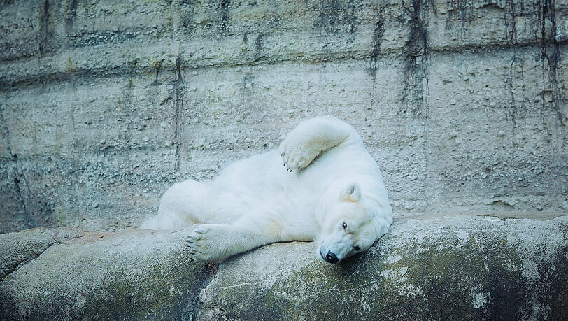 Was wollen die denn schon hier? Eisbärin Nanook (Kosename "Nookie") räkelt sich noch ganz verschlafen auf ihrem Felsen. Was wollen die denn schon hier? Eisbärin Nanook (Kosename "Nookie") räkelt sich noch ganz verschlafen auf ihrem Felsen.