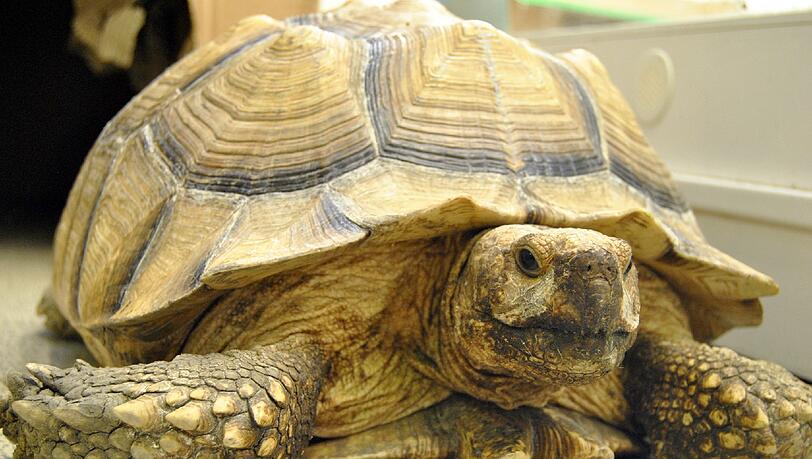 Durchaus beeindruckend: Spornschildkröte "Ronny" hatte es sich im Gleisbett der S-Bahn bequem gemacht. Durchaus beeindruckend: Spornschildkröte "Ronny" hatte es sich im Gleisbett der S-Bahn bequem gemacht.