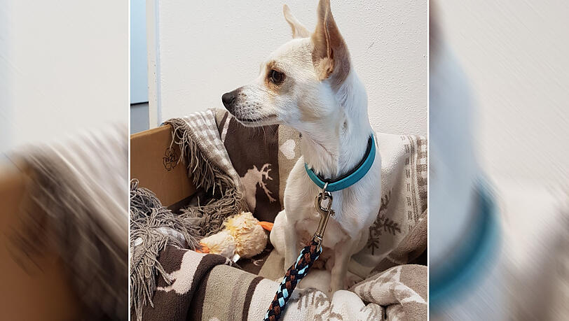 Die Polizei sucht den Besitzer des Chihuahua, der auf der A9 ausgesetzt wurde. Die Polizei sucht den Besitzer des Chihuahua, der auf der A9 ausgesetzt wurde.