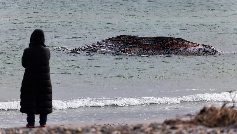 Eine Tierärztin steht am Ufer unweit vom toten Buckelwal, der vor der dänischen Insel Anholt liegt. Es handelt sich um den Buckelwal, der Ende März erstmals vor einer deutschen Insel in der Ostsee gestrandet war. Eine Tierärztin steht am Ufer unweit vom toten Buckelwal, der vor der dänischen Insel Anholt liegt. Es handelt sich um den Buckelwal, der Ende März erstmals vor einer deutschen Insel in der Ostsee gestrandet war.