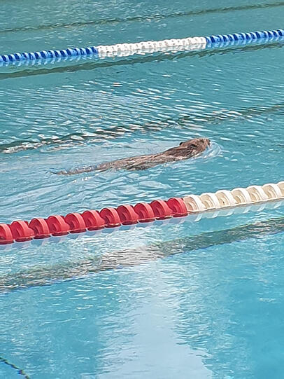 Ordnung muss sein: Der Biber schwimmt seine Bahn im Westbad. Ordnung muss sein: Der Biber schwimmt seine Bahn im Westbad.