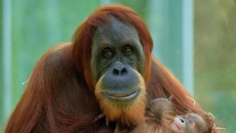 Das Orang-Utan-Weibchen Matra im Tierpark Hellabrunn mit zwei Jungen im Arm. Foto: Susanne Bihler/Tierpark Hellabrunn/dpa/Archivbild Das Orang-Utan-Weibchen Matra im Tierpark Hellabrunn mit zwei Jungen im Arm. Foto: Susanne Bihler/Tierpark Hellabrunn/dpa/Archivbild