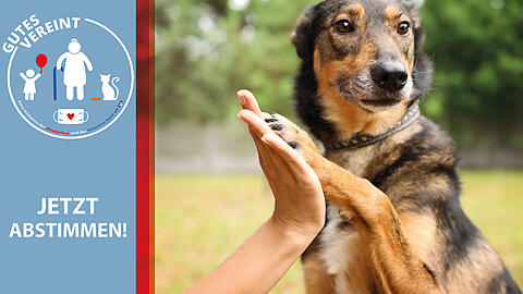 Bei unserer Aktion "Gutes vereint - Münchner helfen" haben sich Tierschutzvereine gemeldet, die mit einem Projekt, Münchner Tieren Gutes tun möchten. Bei unserer Aktion "Gutes vereint - Münchner helfen" haben sich Tierschutzvereine gemeldet, die mit einem Projekt, Münchner Tieren Gutes tun möchten.