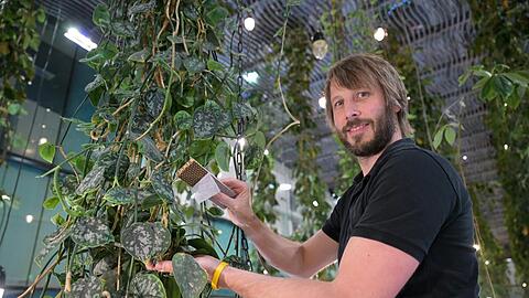 Thomas Matthijssen (40) rückt Ungeziefer mit natürlichen Feinden zu Leibe: In dem Schächtelchen sind Insekten, die er auf befallene Pflanzenblätter in den Fünf Höfen streut. Thomas Matthijssen (40) rückt Ungeziefer mit natürlichen Feinden zu Leibe: In dem Schächtelchen sind Insekten, die er auf befallene Pflanzenblätter in den Fünf Höfen streut.