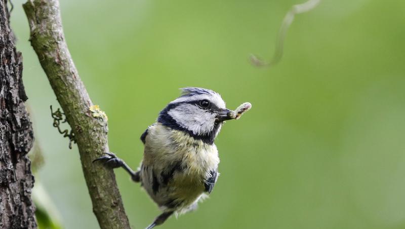 Eine Blaumeise sitzt auf einem Ast. Foto: Jan Woitas/dpa-Zentralbild/dpa/Archivbild Eine Blaumeise sitzt auf einem Ast. Foto: Jan Woitas/dpa-Zentralbild/dpa/Archivbild