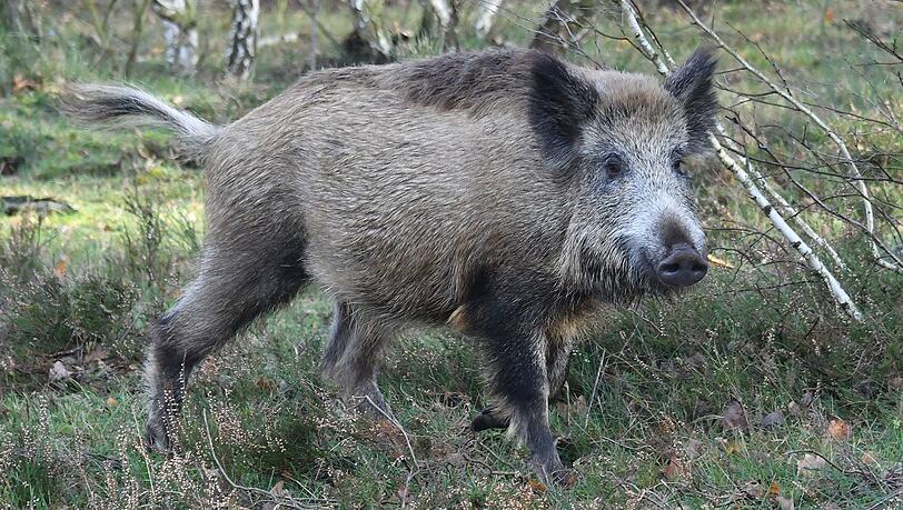 Wildschweine könnten die Krankheit von Tschechien nach Deutschland einschleppen. (Symbolbild) Wildschweine könnten die Krankheit von Tschechien nach Deutschland einschleppen. (Symbolbild)