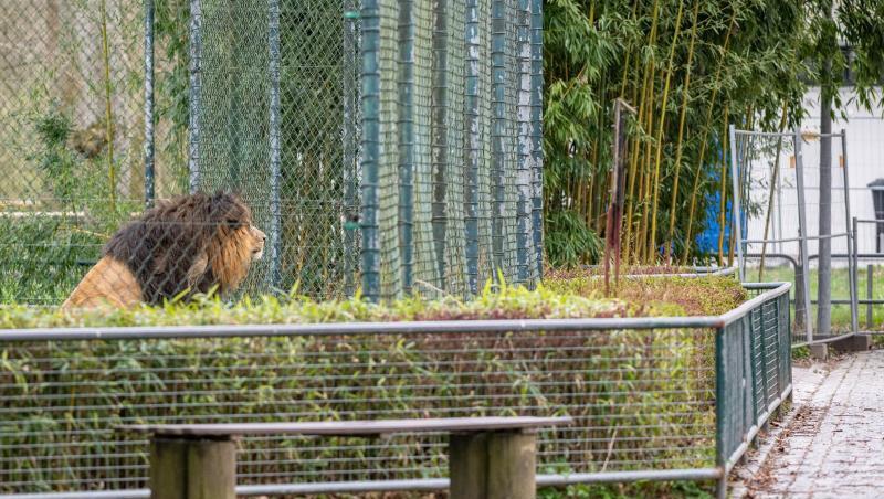 Ein Löwe blickt aus seinem Gehege auf einen menschenleeren Weg. Ein Löwe blickt aus seinem Gehege auf einen menschenleeren Weg.