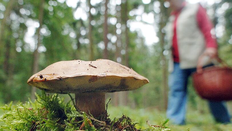 Ein 85-Jähriger stürzt beim Schwammerlsuchen von einer Felswand und kommt ums Leben. (Symbolfoto) Ein 85-Jähriger stürzt beim Schwammerlsuchen von einer Felswand und kommt ums Leben. (Symbolfoto)