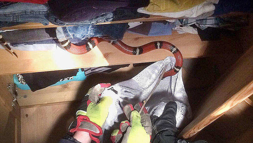 Die Schlange versteckte sich im Schrank, die Feuerwehr fand sie trotzdem. Die Schlange versteckte sich im Schrank, die Feuerwehr fand sie trotzdem.