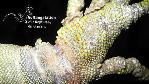 Der Körper des Tieres ist von Wunden übersät. Der Körper des Tieres ist von Wunden übersät.
