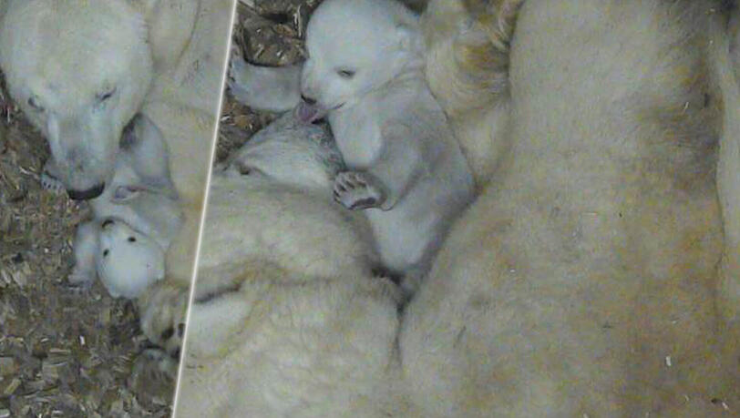 Das Eisbärbaby Anfang Januar. Im Februar soll es voraussichtlich das erste Mal zu sehen sein. Das Eisbärbaby Anfang Januar. Im Februar soll es voraussichtlich das erste Mal zu sehen sein.