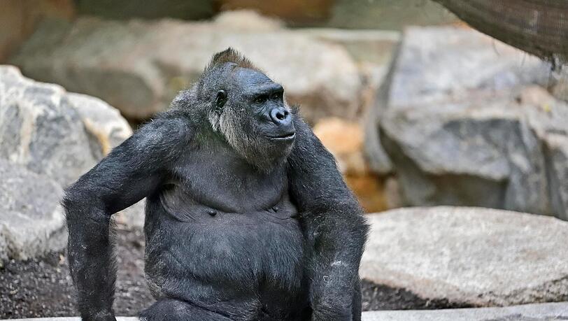 Neema, die Mutter des Jungtieres. Neema, die Mutter des Jungtieres.