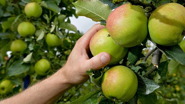 Statt alles abzuernten, können Gärtner etwas Obst für die Tiere lassen Statt alles abzuernten, können Gärtner etwas Obst für die Tiere lassen